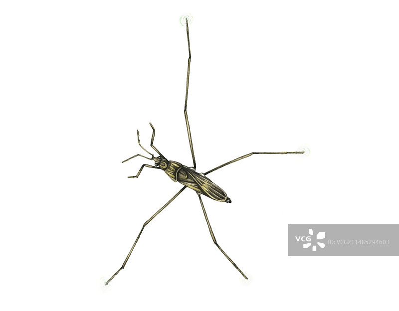 水黾艺术作品图片素材