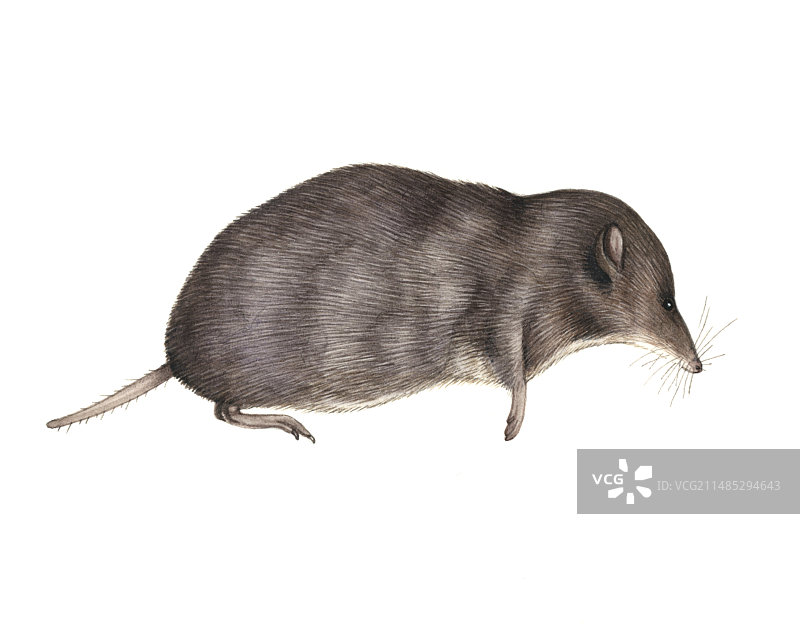 普通鼩鼱艺术作品图片素材