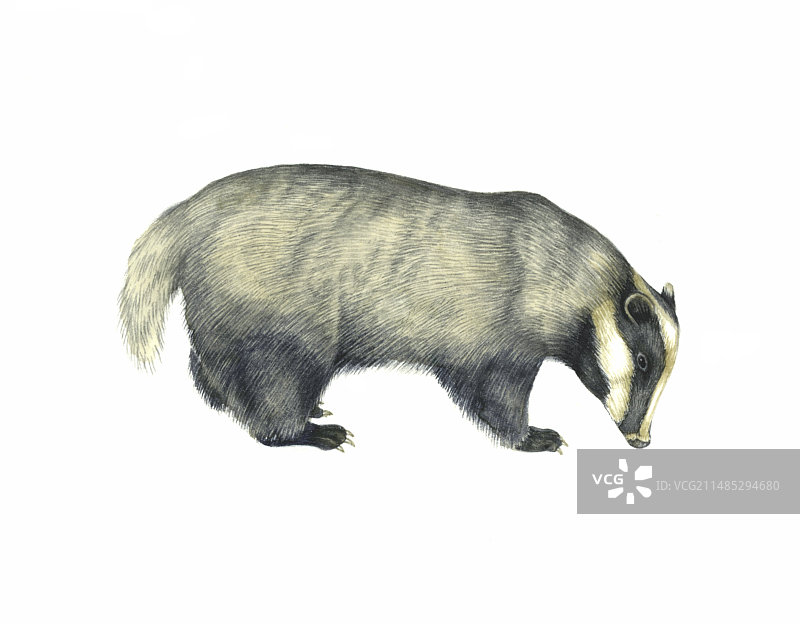 欧洲獾艺术作品图片素材