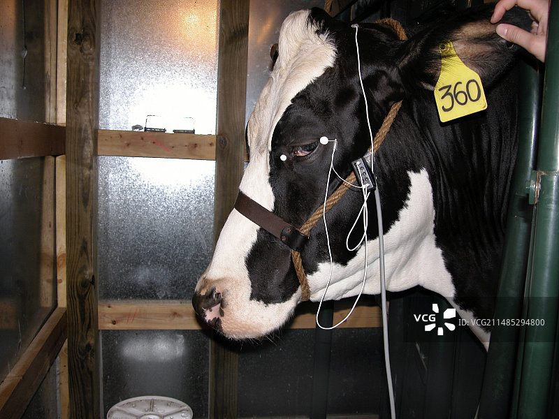 疯牛病诊断图片素材