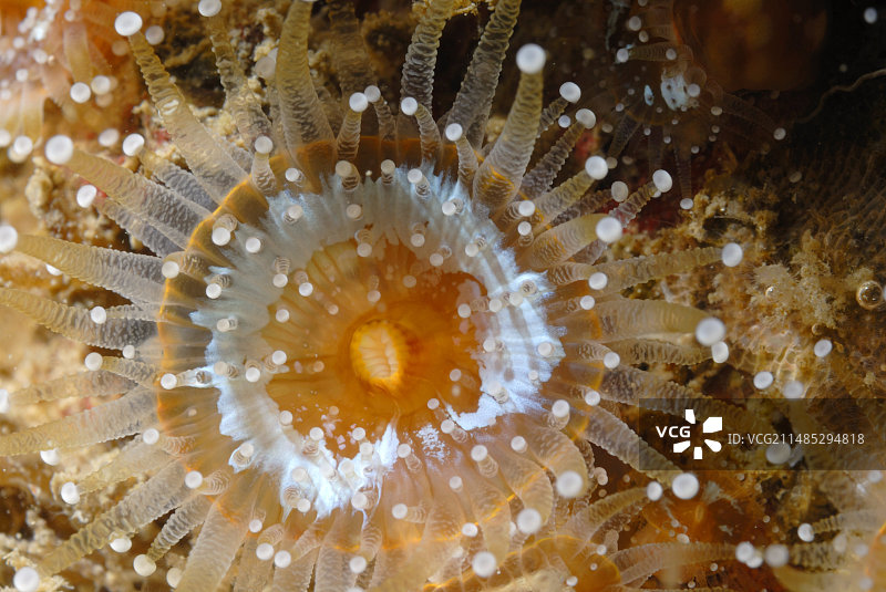 珠宝海葵图片素材