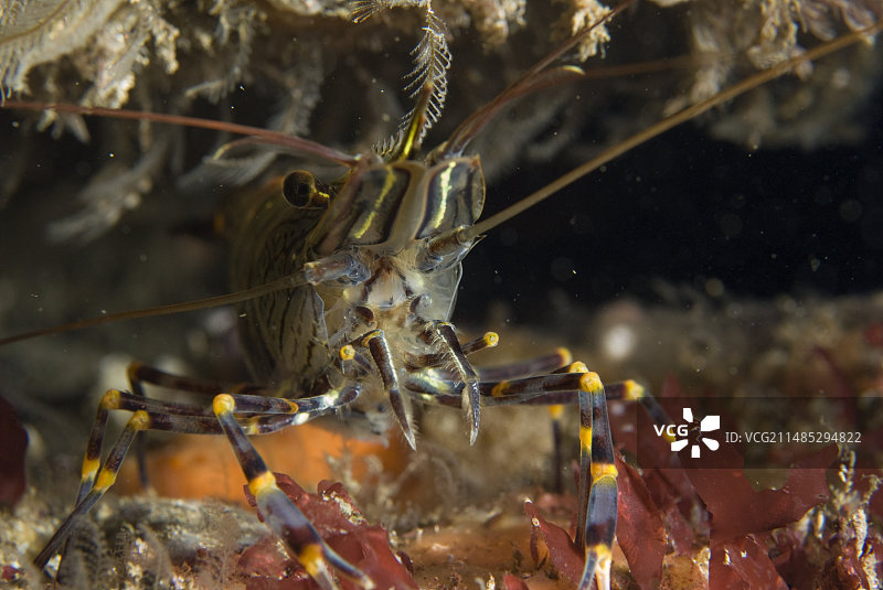 珠宝海葵图片素材