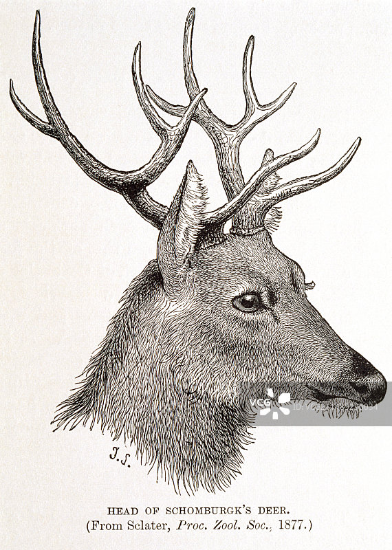 19世纪的桑氏鹿艺术作品图片素材