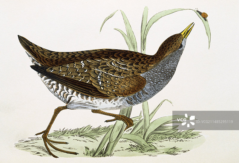 19世纪的斑苇鳽画作图片素材
