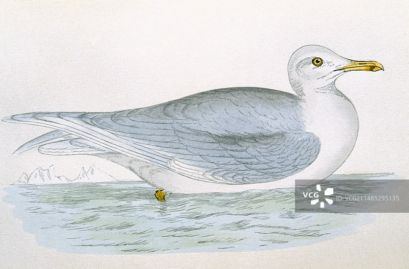 冰岛海鸥，19世纪艺术作品图片素材