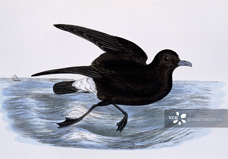 19世纪海燕艺术作品图片素材