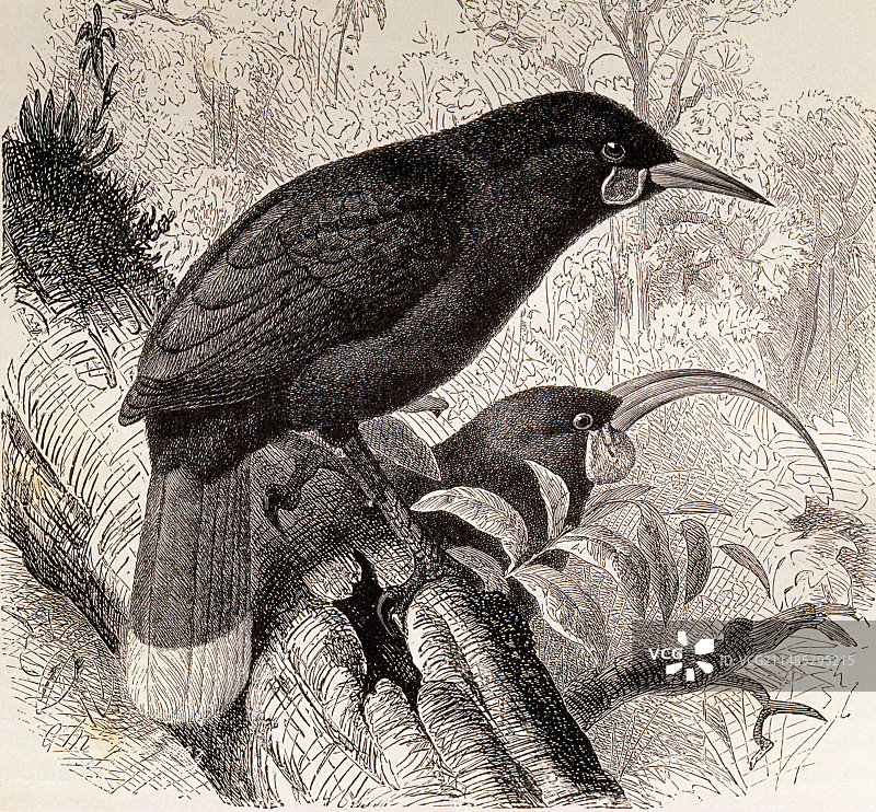 垂耳鸦艺术作品图片素材