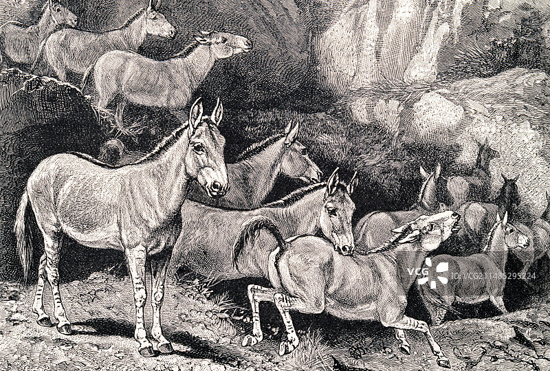 叙利亚野驴艺术作品图片素材