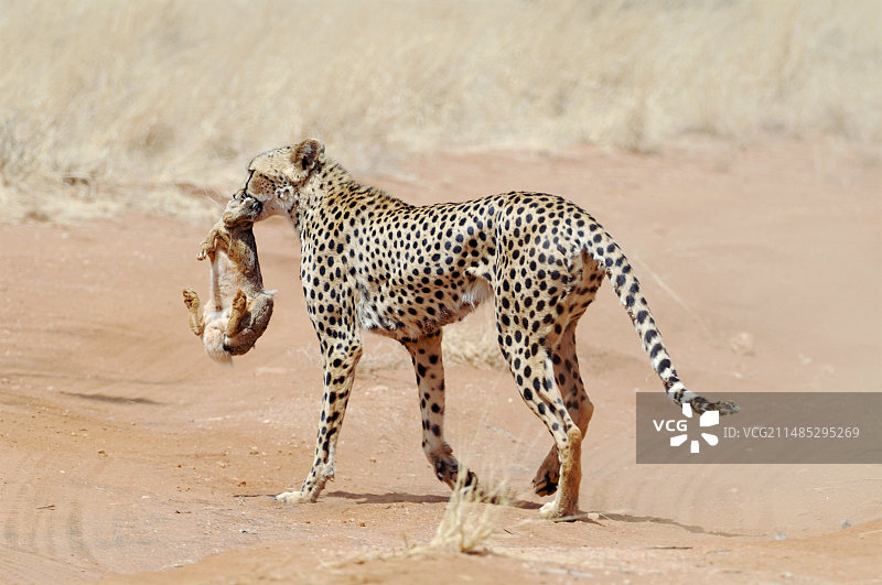 猎豹与兔子图片素材