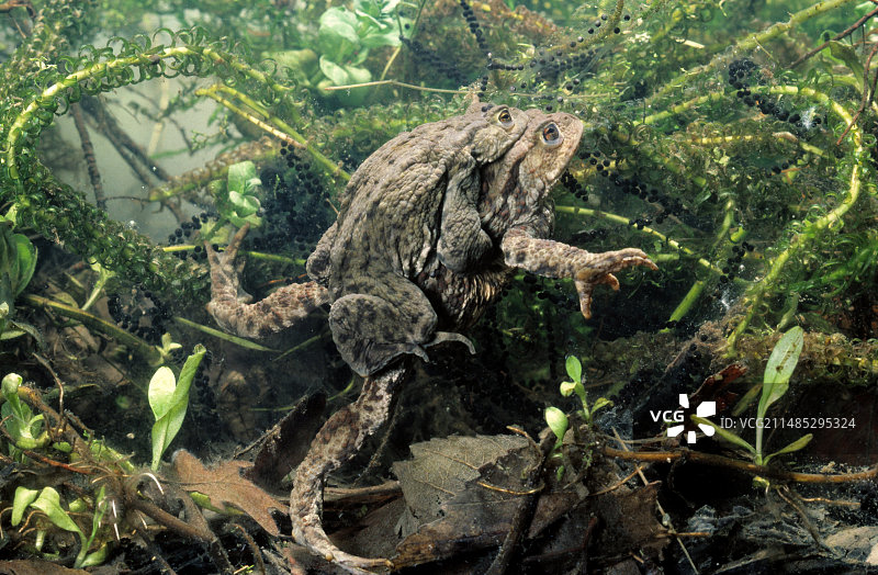 普通蟾蜍交配图片素材