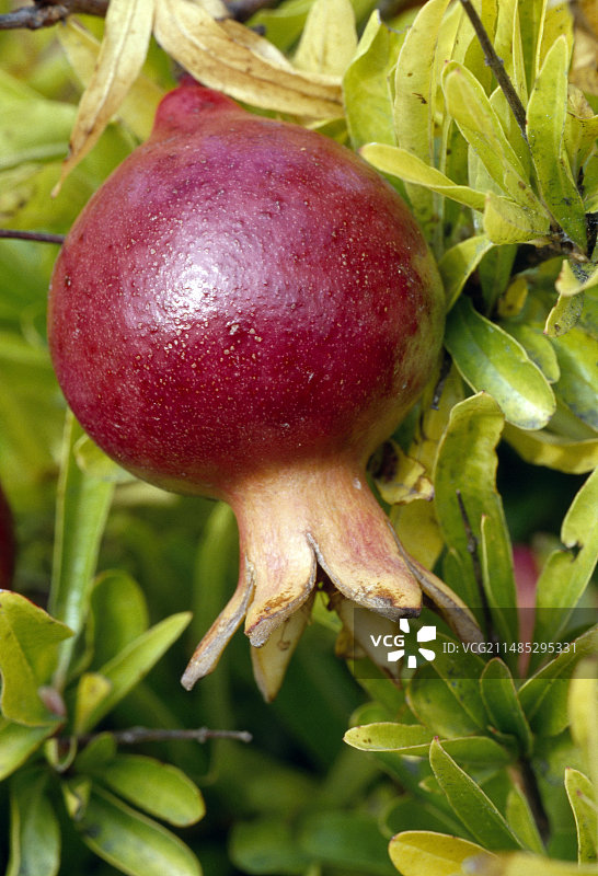 猩红西番莲图片素材