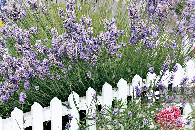 薰衣草与尖桩篱笆图片素材