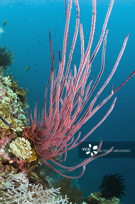 红色鞭状珊瑚图片素材