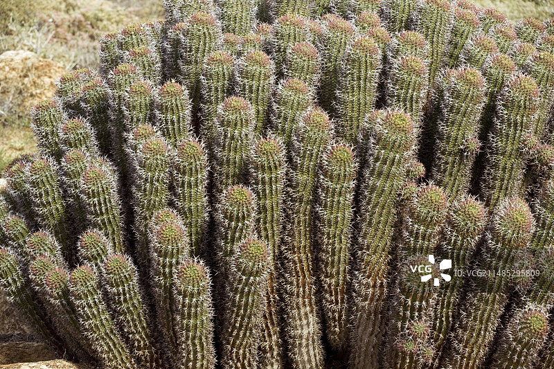 戈登氏萝藦图片素材