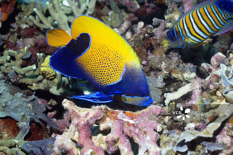 热带神仙鱼图片素材