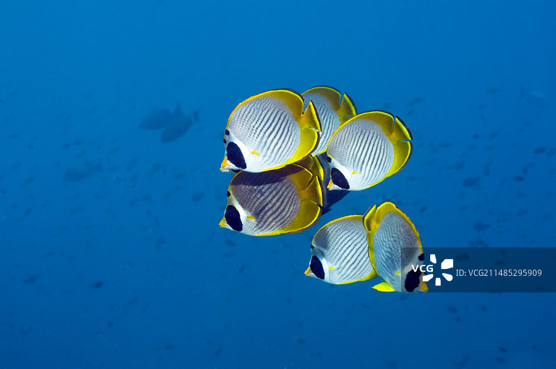 熊猫蝴蝶鱼图片素材