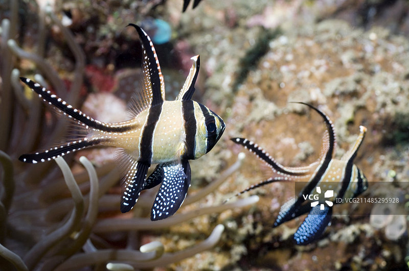 邦盖海丁鱼图片素材