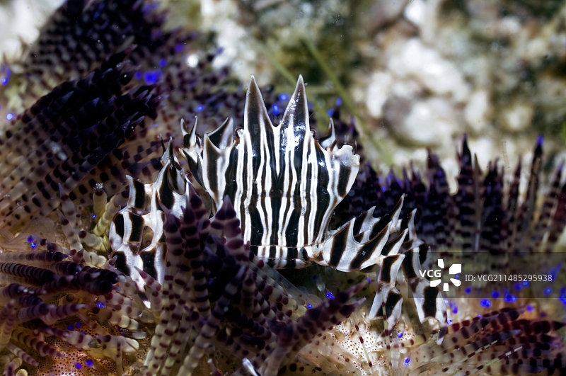 海胆上的斑马蟹图片素材