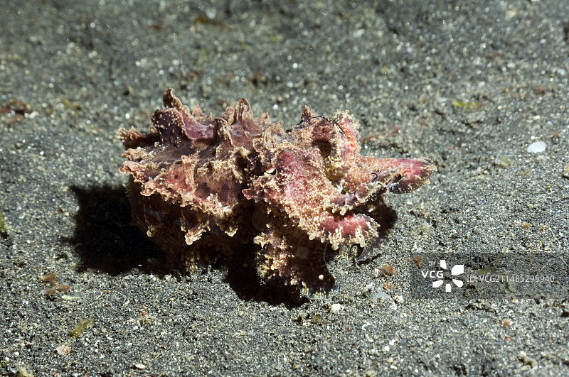 火焰乌贼图片素材