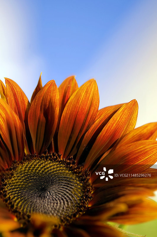 向日葵图片素材