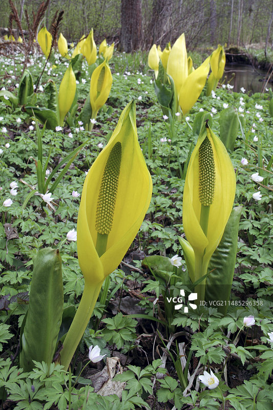 黄色臭菘图片素材