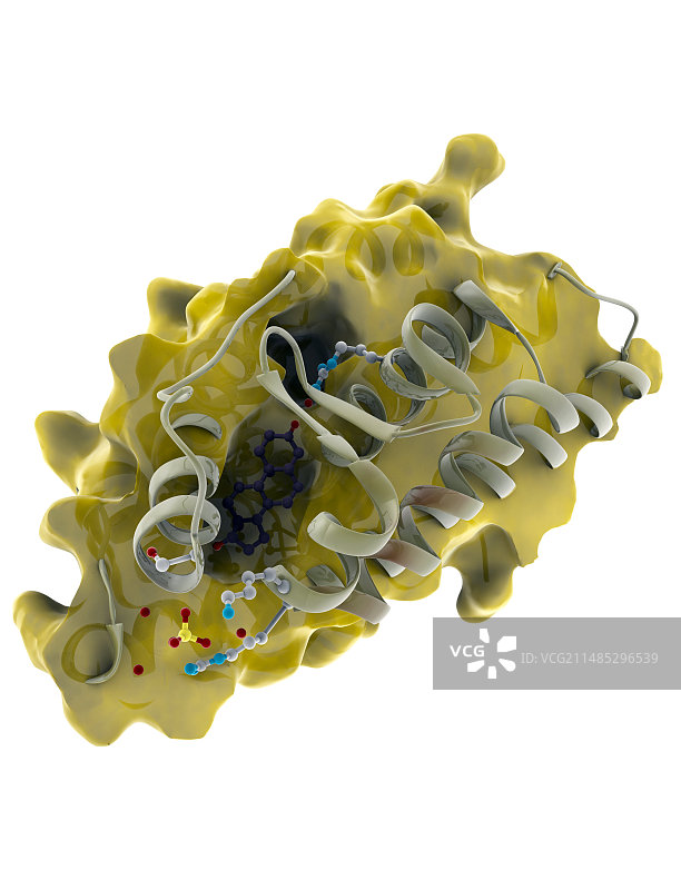 雄激素受体分子模型图片素材