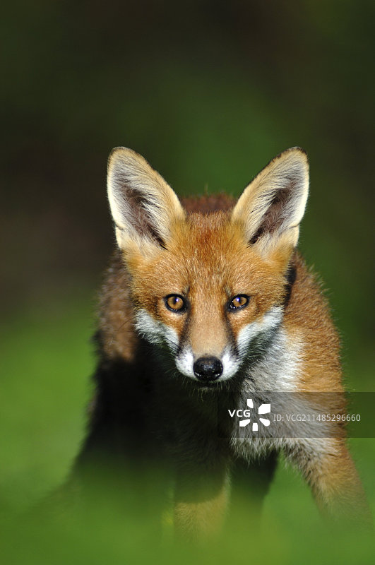 幼年红狐图片素材