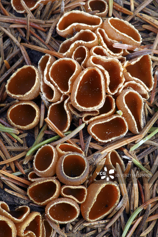 森林火灾后的火杯菌图片素材