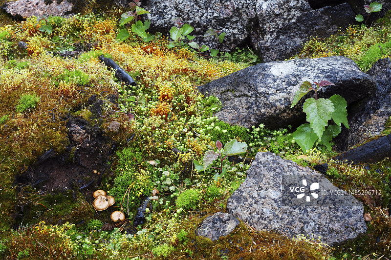 森林火灾后的植物再生图片素材