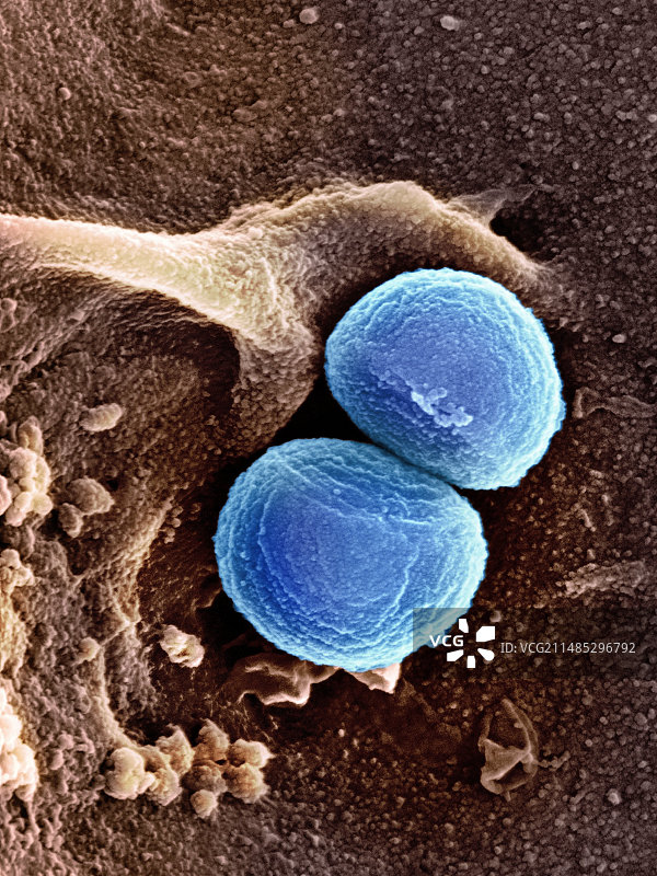 金黄色葡萄球菌，扫描电子显微镜图片素材