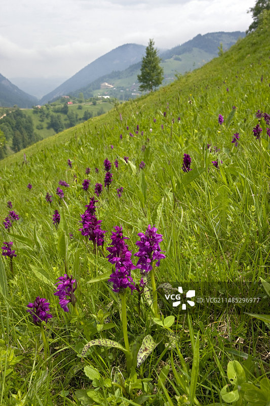 宽叶红门兰图片素材