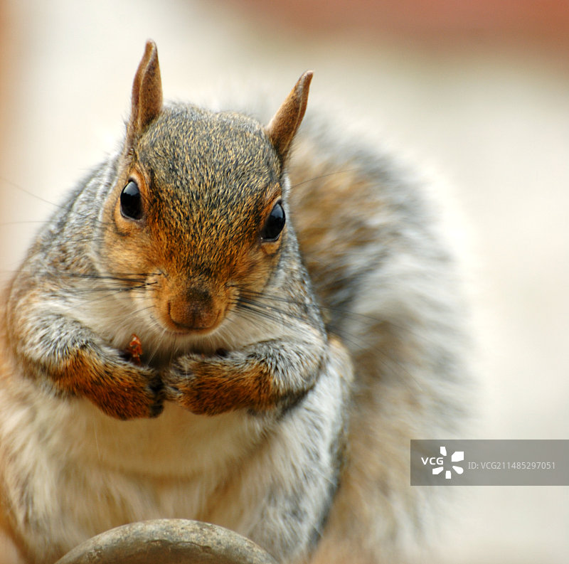 灰色的松鼠图片素材
