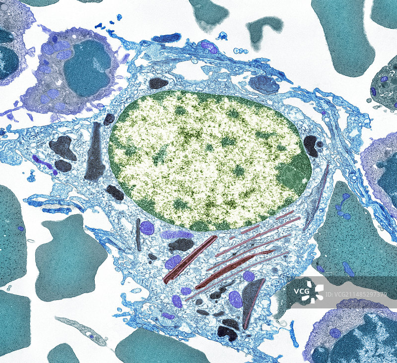 脾细胞，TEM图片素材