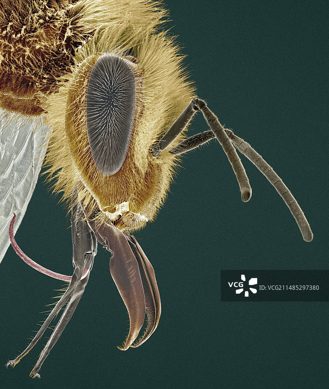 蜜蜂头部扫描电镜图图片素材