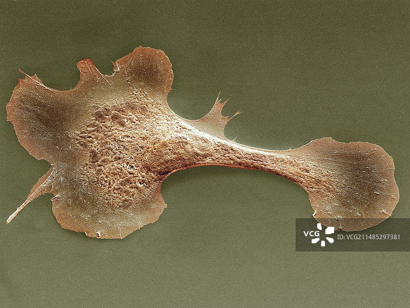 心肌细胞扫描电镜图图片素材