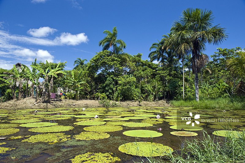 亚马逊王莲图片素材