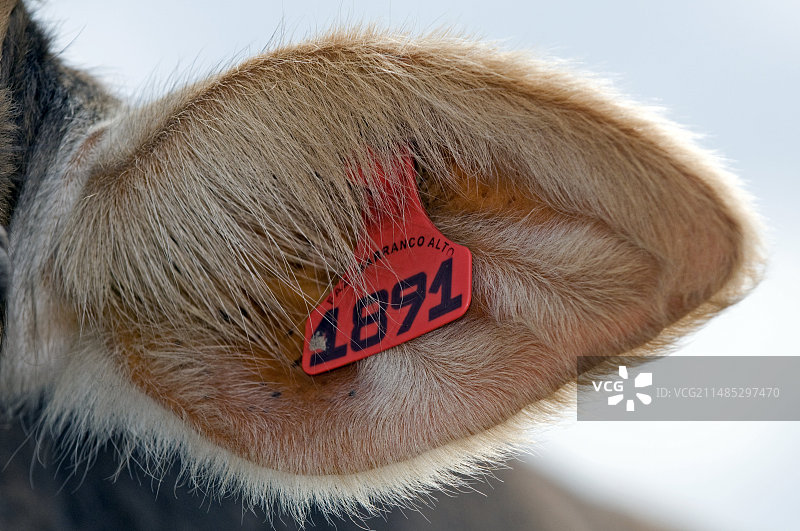 猪耳标图片素材