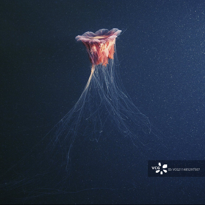 狮鬃水母图片素材