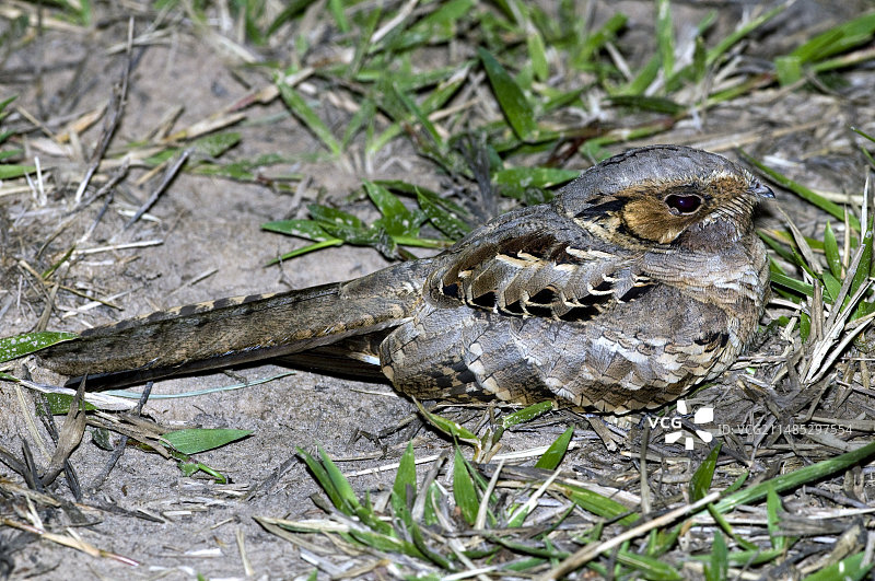 帕拉奎鸟图片素材