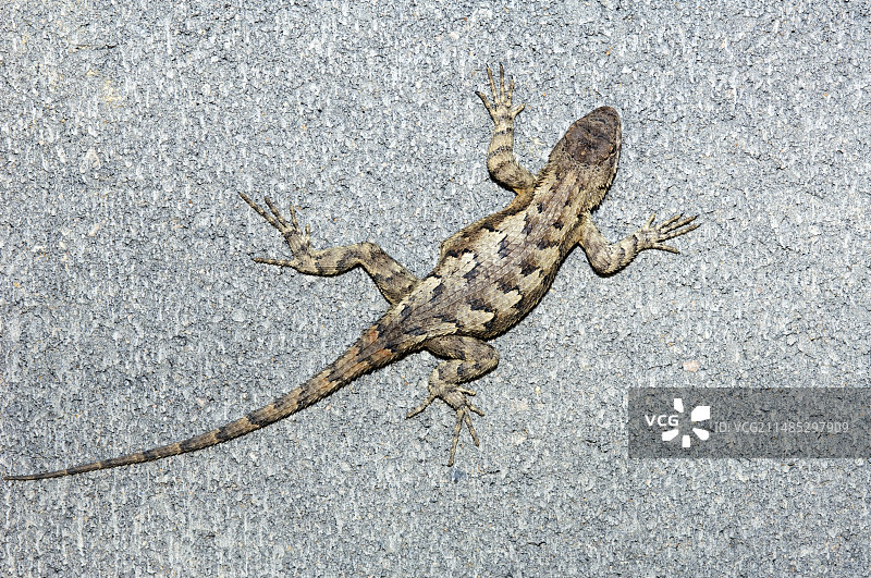 东部围栏蜥蜴图片素材