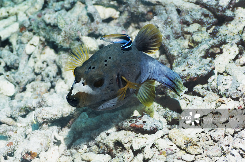 黑点河豚图片素材