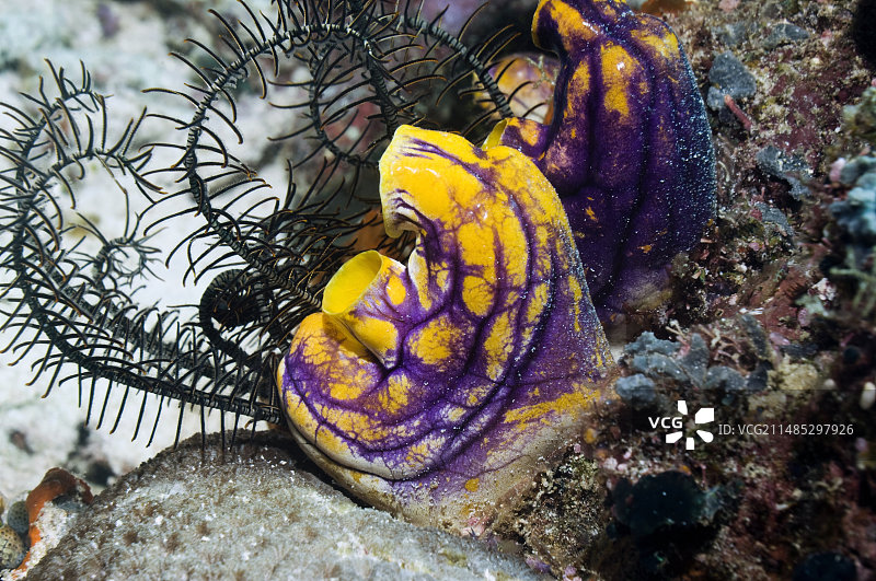 墨点海鞘和海百合图片素材