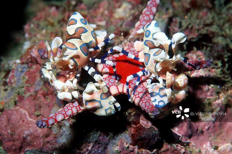 丑角虾图片素材