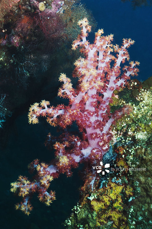 软珊瑚图片素材