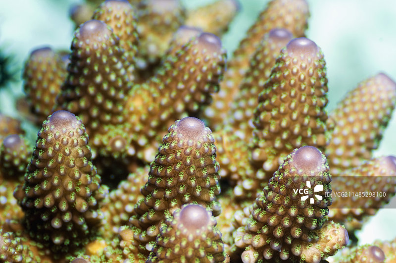 轴孔珊瑚珊瑚虫图片素材