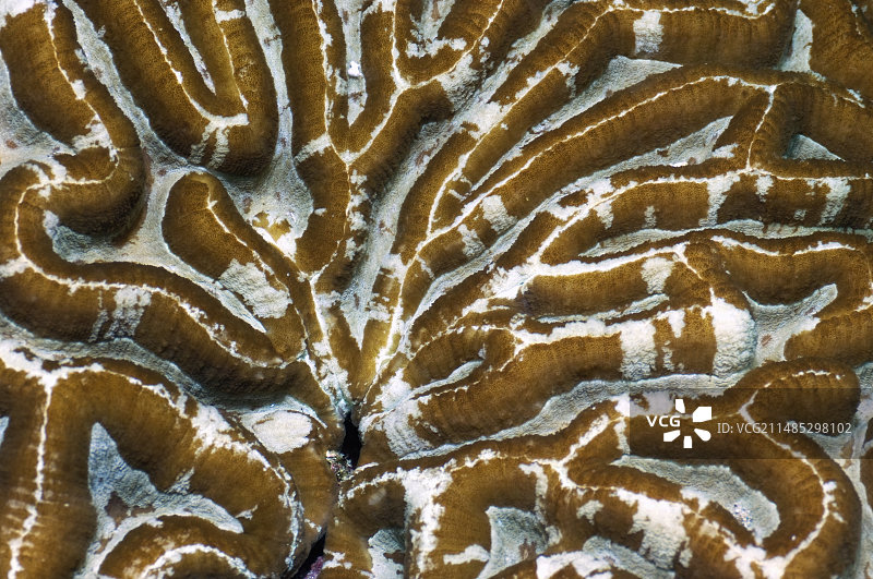 脑珊瑚图片素材