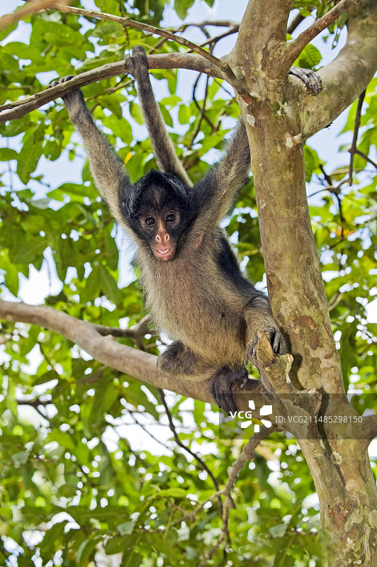 长毛蜘蛛猴图片素材