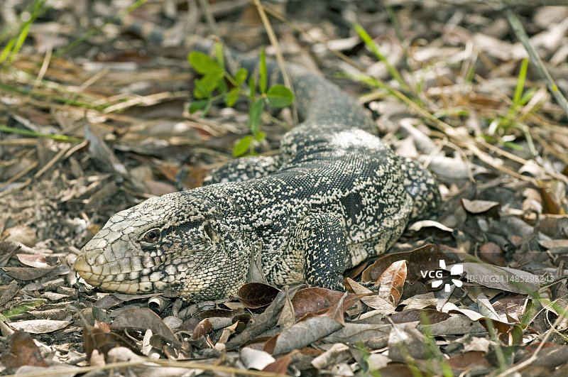 金色泰加蜥蜴图片素材