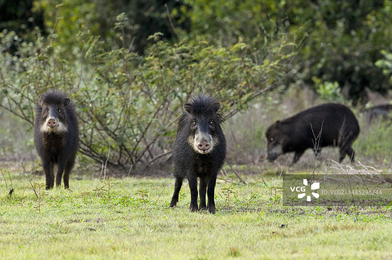 白唇西貒图片素材