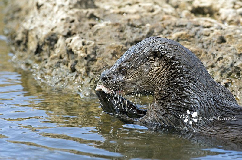 正在吃鱼的新热带水獭图片素材